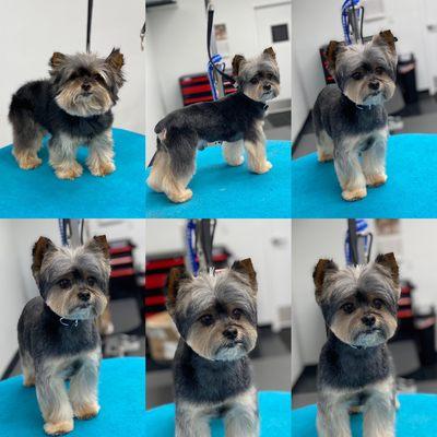 Yorkie before and  after.