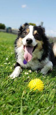 My happy dog with Emily at the park!