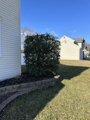 Tree trim and shape up.