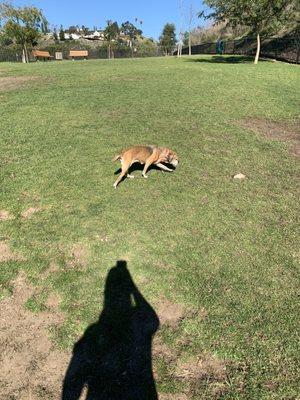 10 months after surgery and back at the dog park and running!