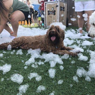 My dog from Manor Lake Labradoodles.