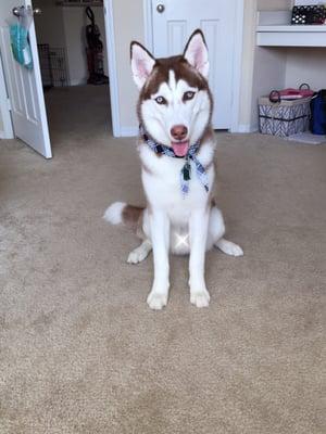 Clean husky is a happy husky!