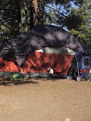 Camping tent and KitKat the Cat