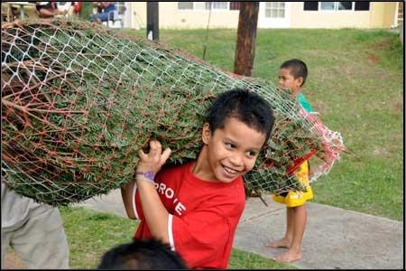 Hawaii Christmas Tree Giveaway