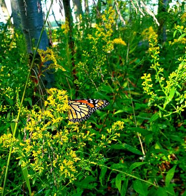 Monarch sighting on a glorious Sunday afternoon - (9/26/2021)