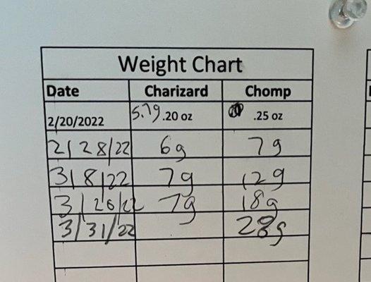 Weight Chart showing the lack of growth for Char...
 
 She died 4/1/22... never gained more than a gram since I got her 2/19/22