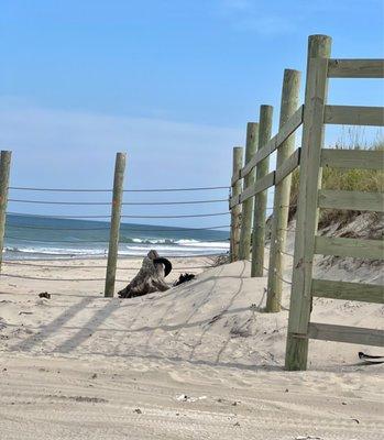 4-wheel drive Beach