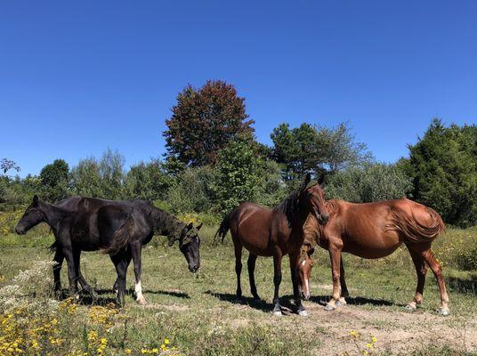 Appalachian Horse Project Tour