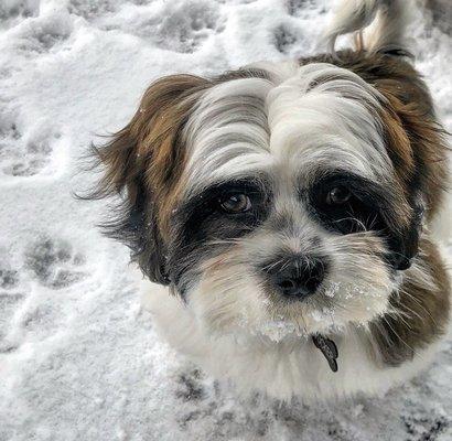 Tucker- before his haircut I had no idea he had that cute black mask. So soft and fluffy! No matts!