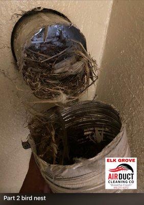 Bird Neat in dryer vent