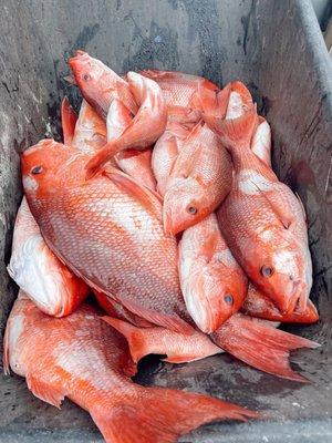 Red snapper