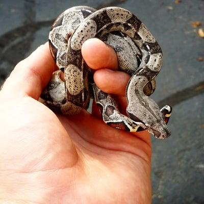 My female red tail boa