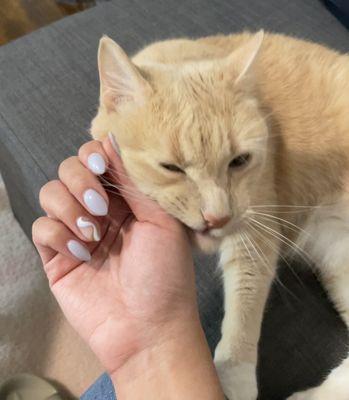 Sns dip powder with gel design. Cat not included