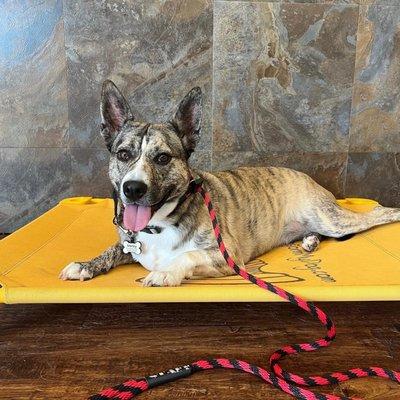 Marley doing mat training.