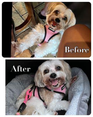 Before and After Dog Grooming at John Kedroff's Signature Grooming Salon.