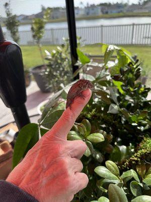 Baby Cuba false chameleon