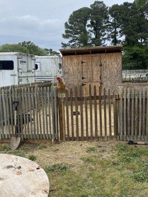 Chicken guarding the goats gate.