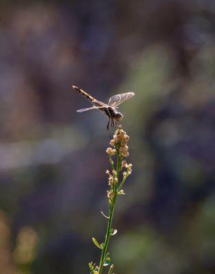 Variegated Meadowhawk!! Cottonwood Springs Trail October 2024