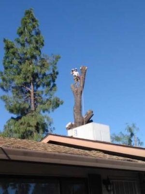 Oak removal Redding California