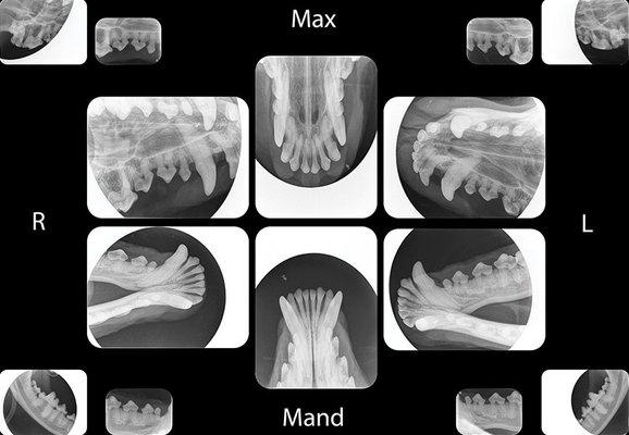 An image I found online if health dog X-rays.