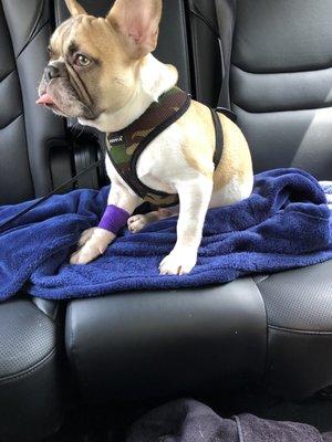 Rooney on his way home after surgery.