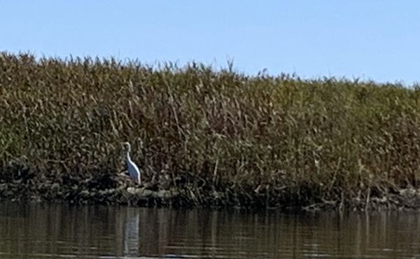 Sunbathing Egret