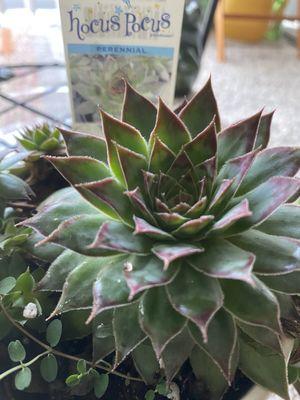 Hocus pocus succulent