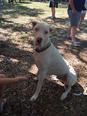 White Great Dane!