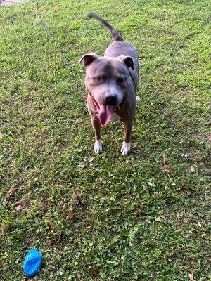 Meet: Blue my American blue nose pit