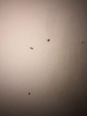 BOOGERS ON THE BATHROOM WALL!!!!