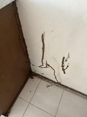 Subterranean Mudtubes in a customer's kitchen wall