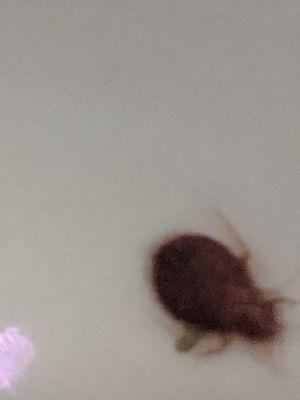 A bed bug that I captured and then flushed down the toilet. RIP little guy