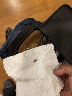 Cockroach I killed while unpacking my bag once I arrived home