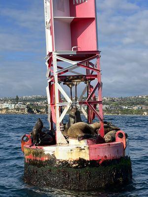 Seals in the sun