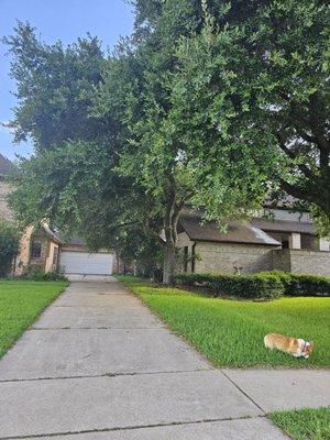 Oak trees before and after. They were hovering about 7 ft above the ground. Afterwards, they were trimmed to 15-20 ft high.