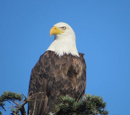 Our Gualala Bald Eagle seen often