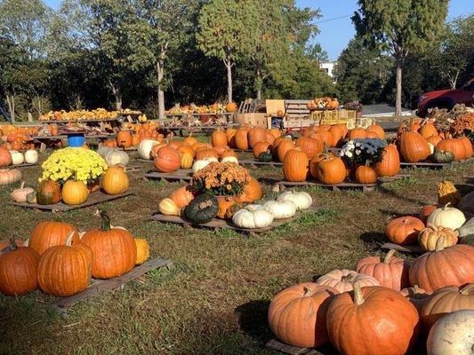 Pumpkins