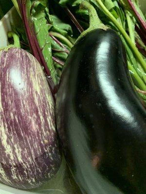 Eggplant