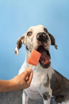 Dog with Petsicle