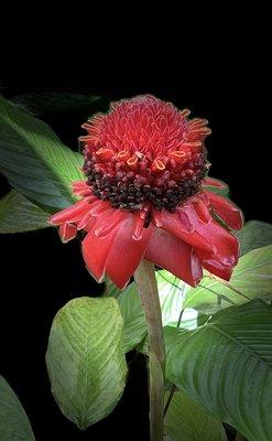 Bold Red Torch Ginger Hilo Botanical Garden