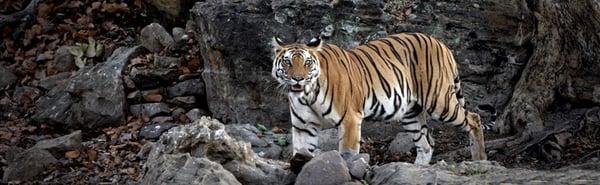 Ranthambore Jeep Safari, Tiger Safari at Ranthambore National Park