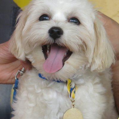 Putting smiles on puppy faces!  Proudly showing off her AKC STAR Puppy medal, too!