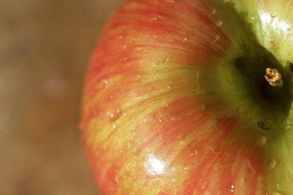 Honeycrisp Apple