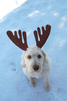 Rudolph!