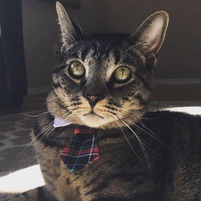 Don't be fooled by his professional attire, he is a nasty little shit with the very nice people at Feline Health Center.