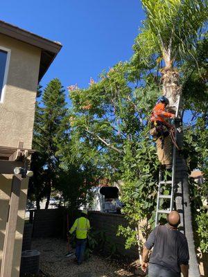 Arbor Task Tree Service