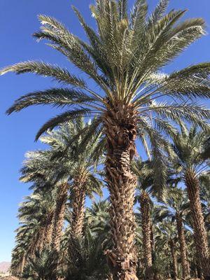 Date palm