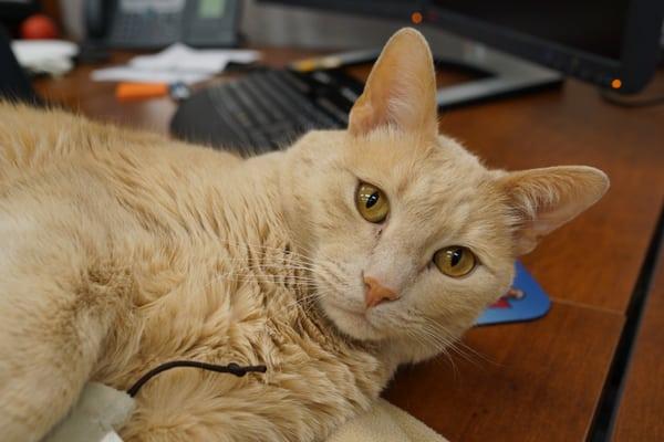 Stop in and say "Hi" to Toby the office cat!