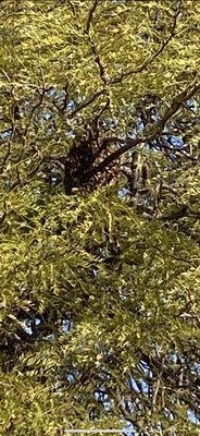 Bee swarm in mesquite tree.