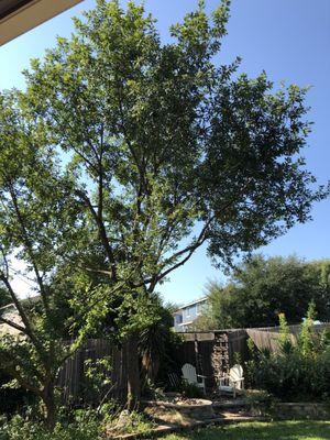 Raised the canopy of the backyard Monterrey oak.